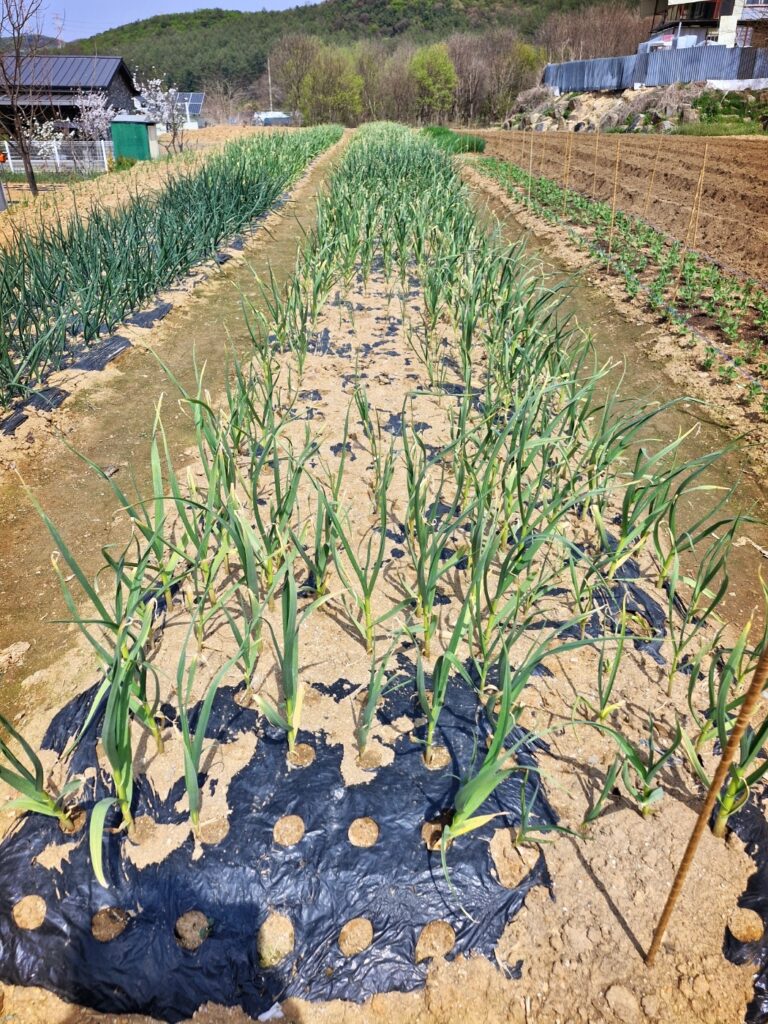 Vibrant green onions that have successfully survived the winter.