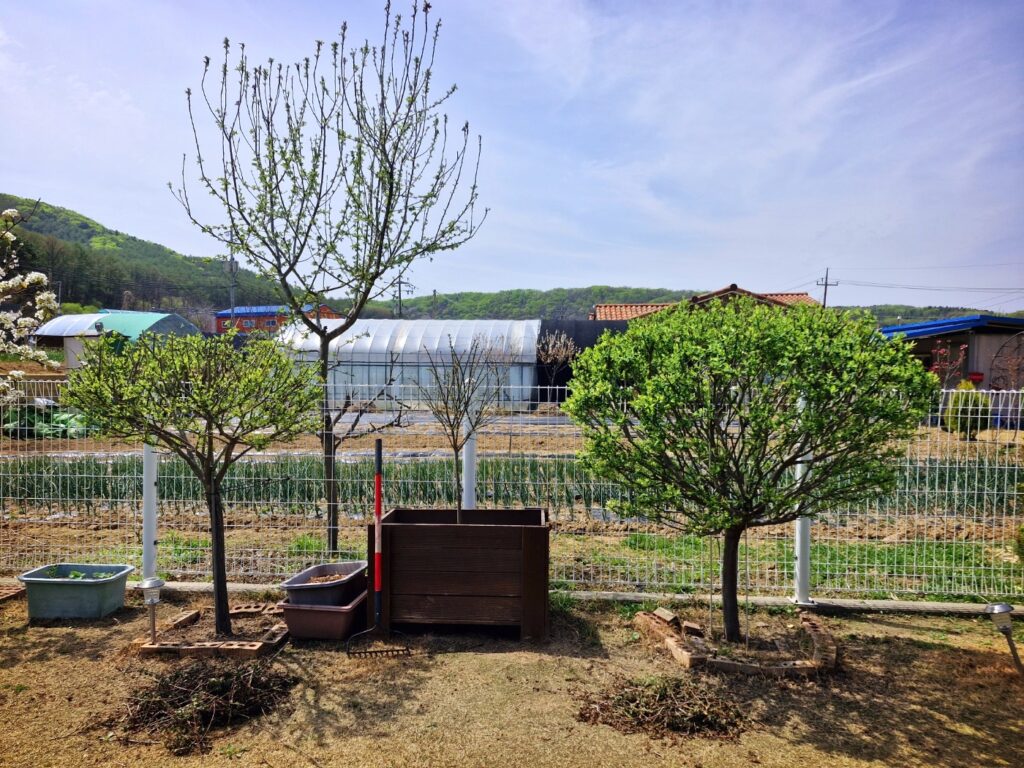 Decorative White and Pink Dappled Willow trees (Salix Integra).