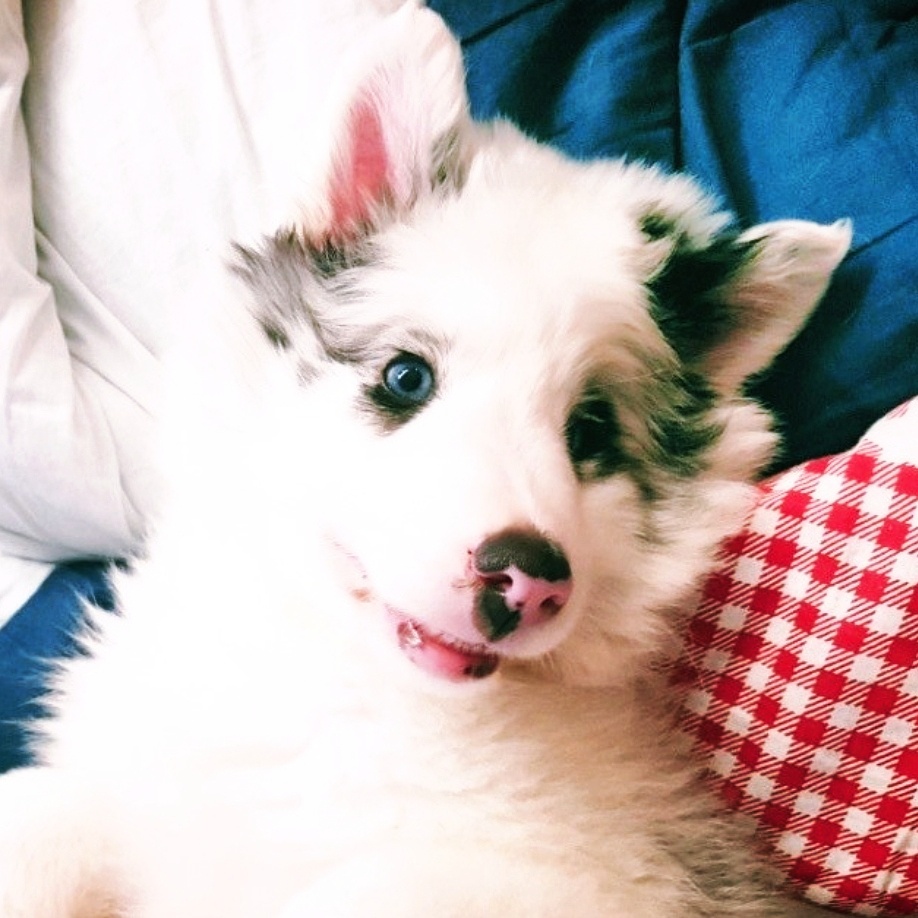 Handsome Blue Merle Sheltie Leo relaxing comfortably on a cozy blanket.