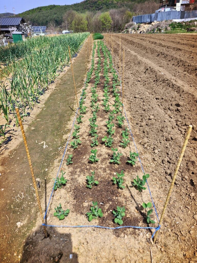 Young soybean seedlings growing healthily before transplanting.