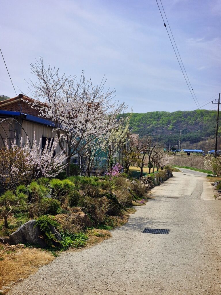 Scenic view of the house entrance surrounded by greenery