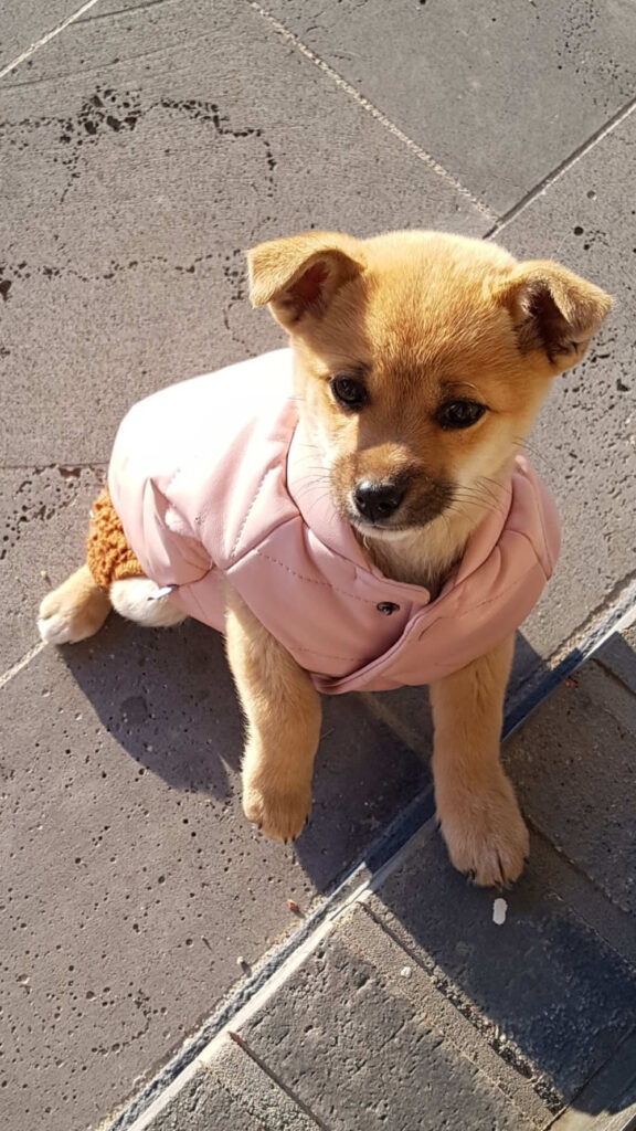 제니 겨울에 따뜻한 옷 입은 모습