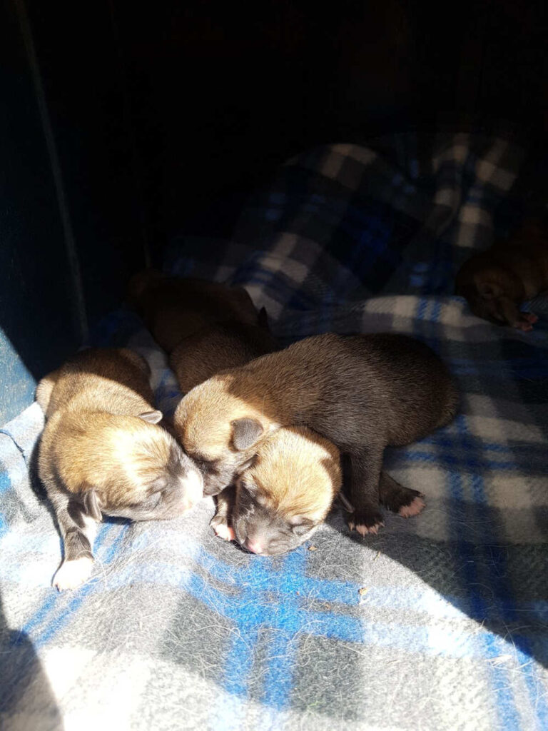 jenny rescue sick 02