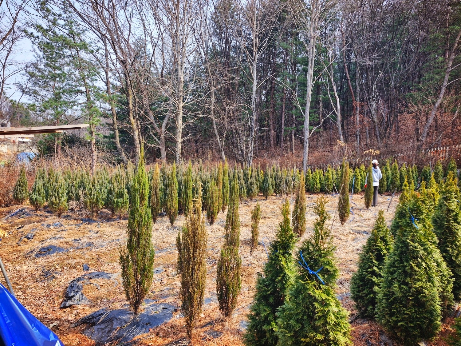 농장에서 건강한 블루애로우,문그로우 구입