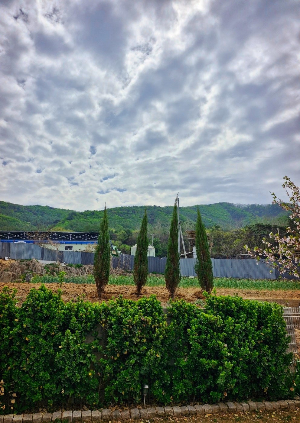 Blue Arrow Junipers.