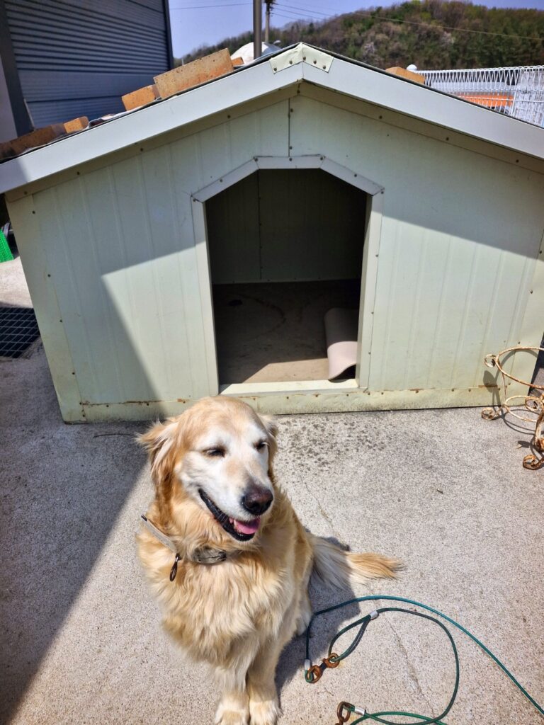 A premium custom-built insulated panel dog house for Rocky.