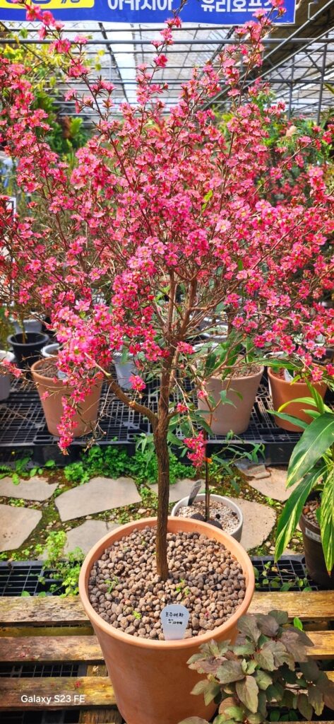 호주매화 아름다운 모습