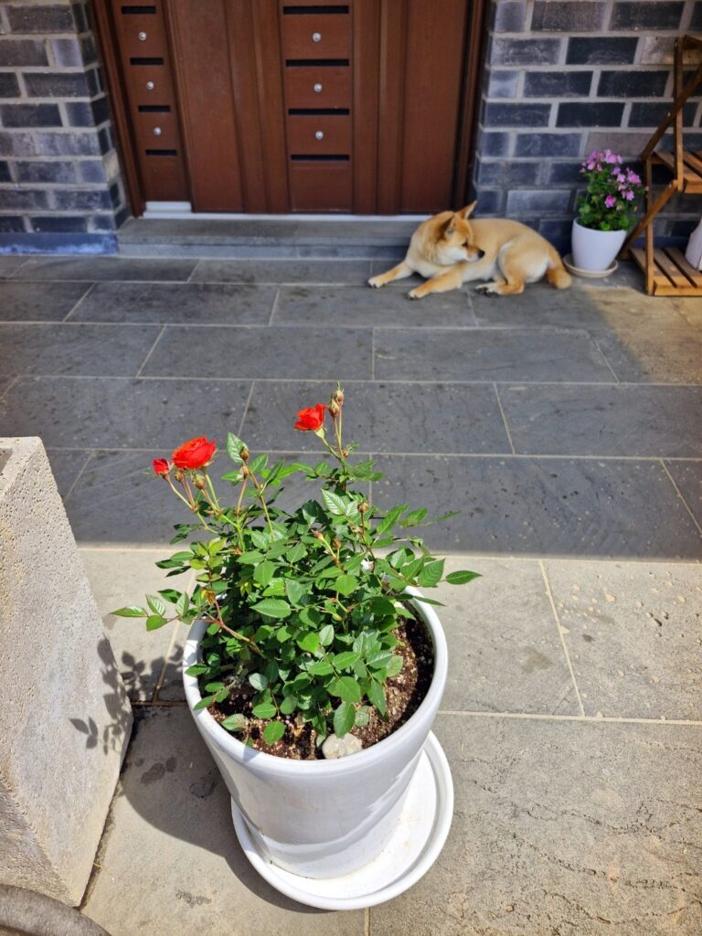 Small roses blooming in the garden with the dog named Jenny.