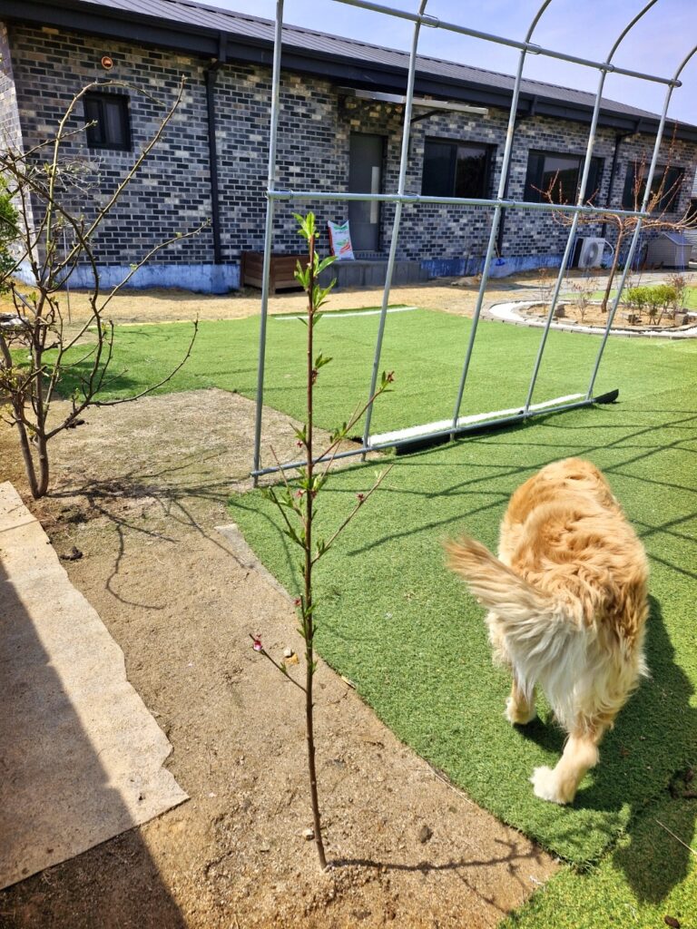 A flat peach tree sapling recently planted in the orchard.