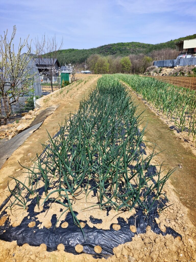 Green garlic shoots growing in organized rows in the field.