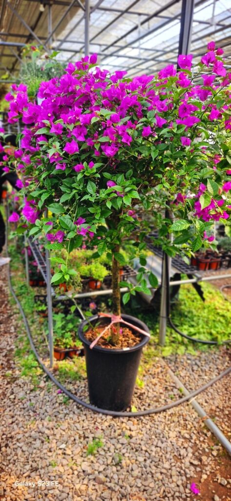 paju garden flower 01