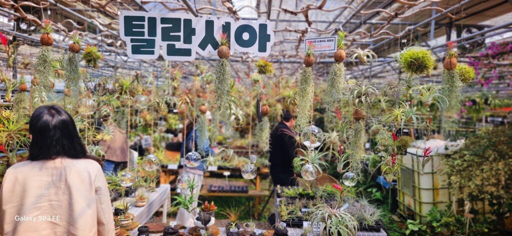 조인폴리아. 틸란시아