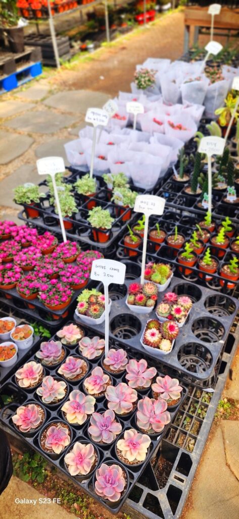 paju garden flower 04 1