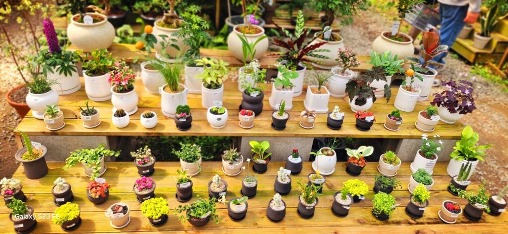 조인폴리아 파주