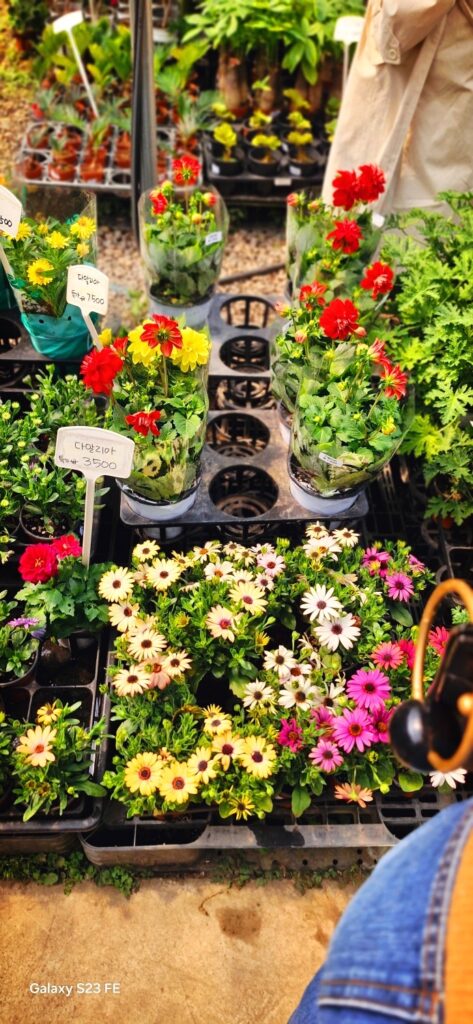 paju garden flower 09