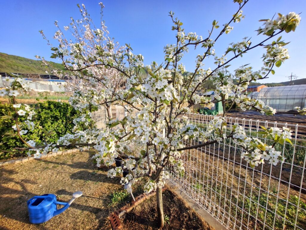 Close-up of white pear blossoms blooming beautifully on a tree.