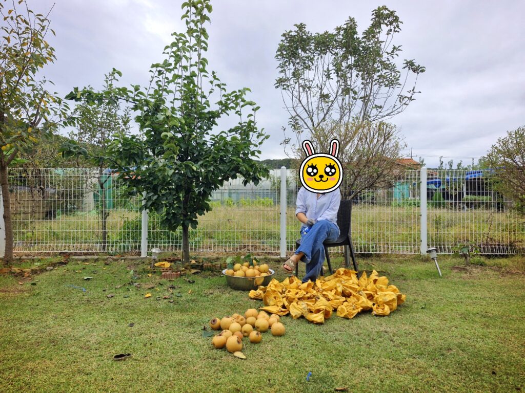 Photos taken after a successful pear harvest in late autumn.