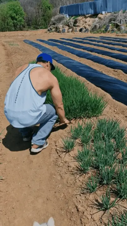 Picking a bunch of fresh green onions from the garden