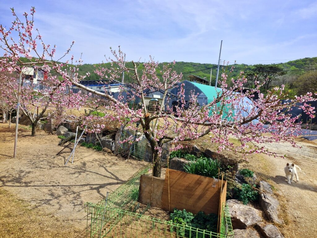 Beautiful plum blossoms in full bloom during the spring season.