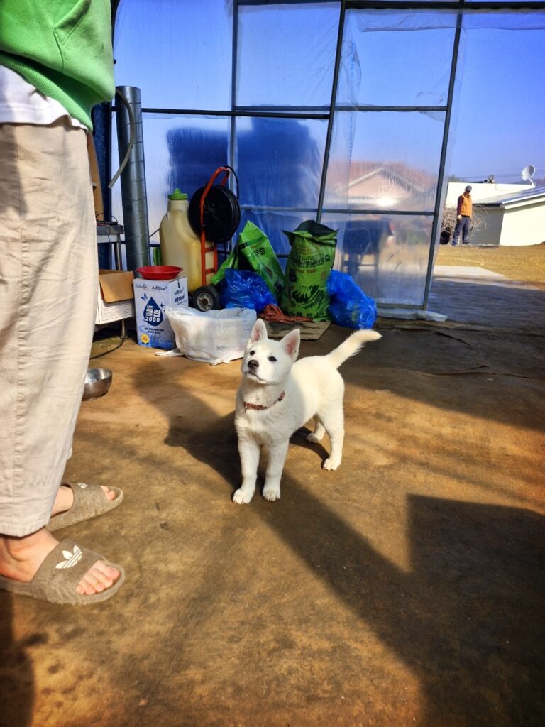 A cute new puppy named Jadu, which means plum in Korean.