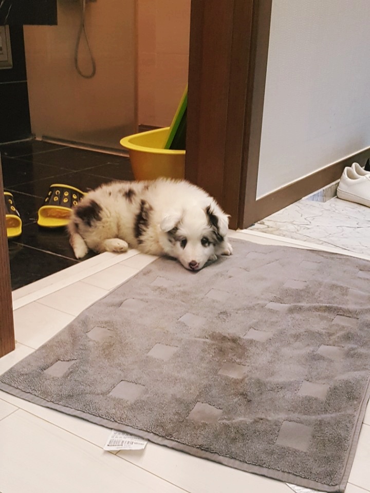 Scared Sheltie puppy Leo hiding in front of the bathroom door on his first day home.