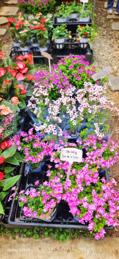 randy geranium flower