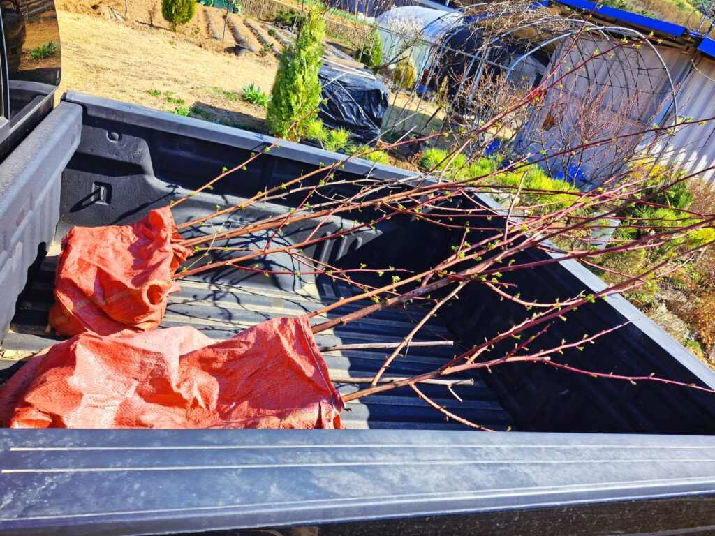 Raspberry tree seedlings loaded in the bed of a Chevy Colorado.