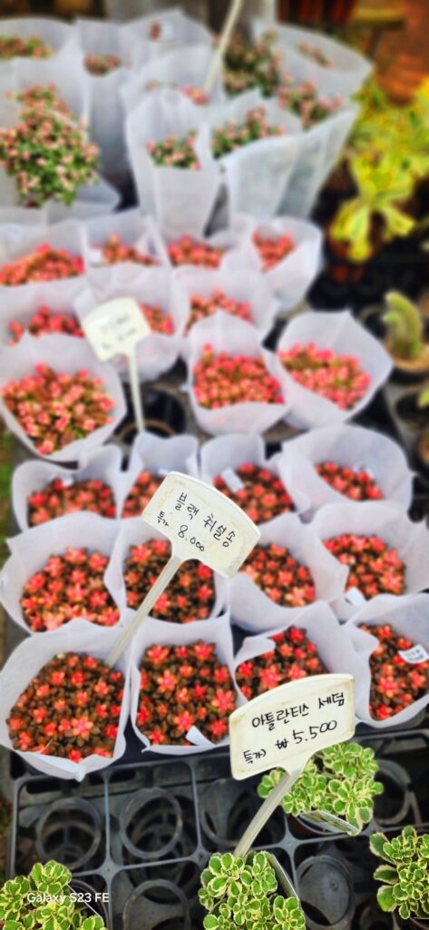 블랙 취설송,천황매