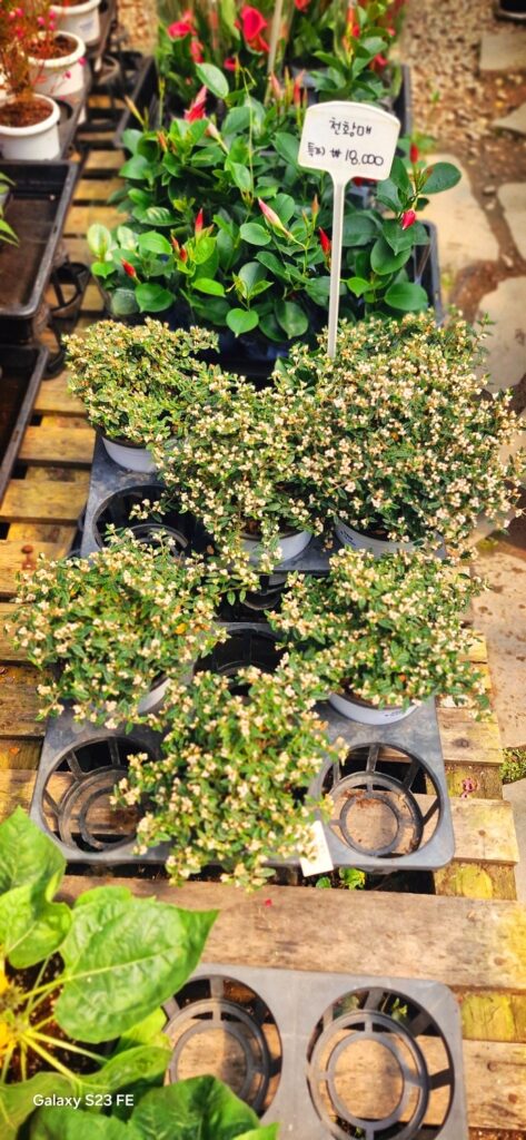 serissa japonica bonsai