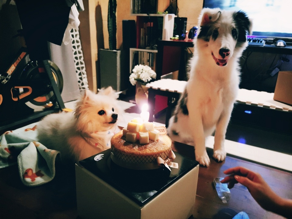 Shetland Sheepdog Leo celebrating his big sister Dorothy's birthday with a party hat.