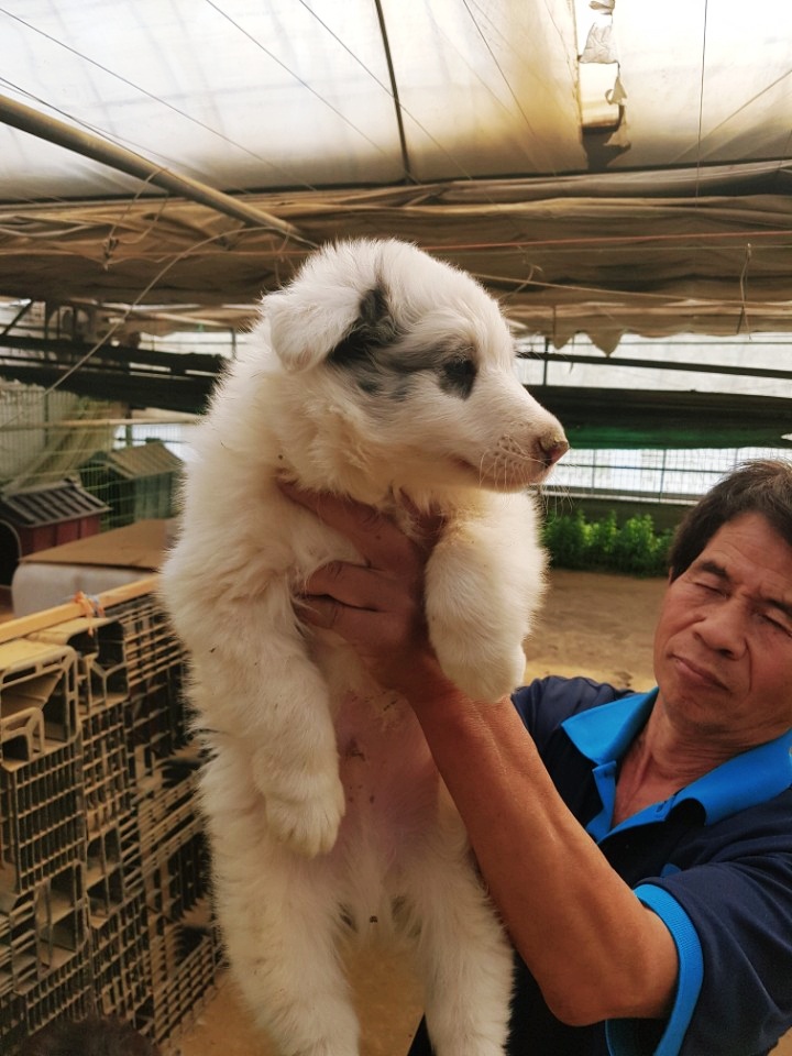 Blue Merle Sheltie puppy Leo's first meeting at the breeding farm.
