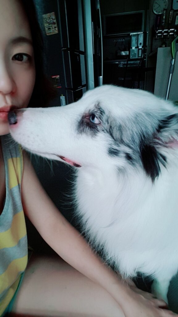 Affectionate Shetland Sheepdog Leo giving a sweet kiss to his owner's cheek.