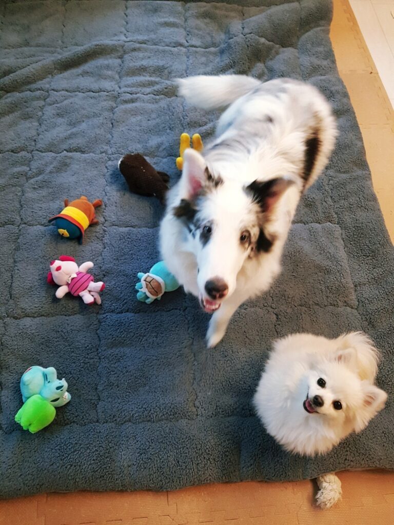 Shetland Sheepdog Leo gazing lovingly at his sister Dorothy and his owner.