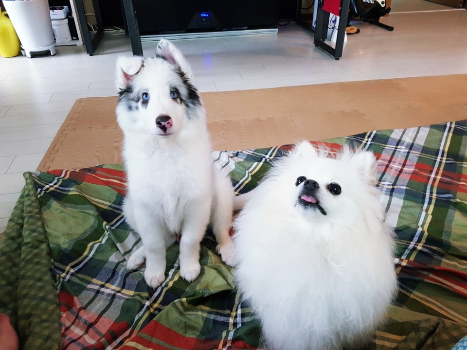 Scaredy-cat Sheltie Leo sticking right next to his brave sister Dorothy for comfort.