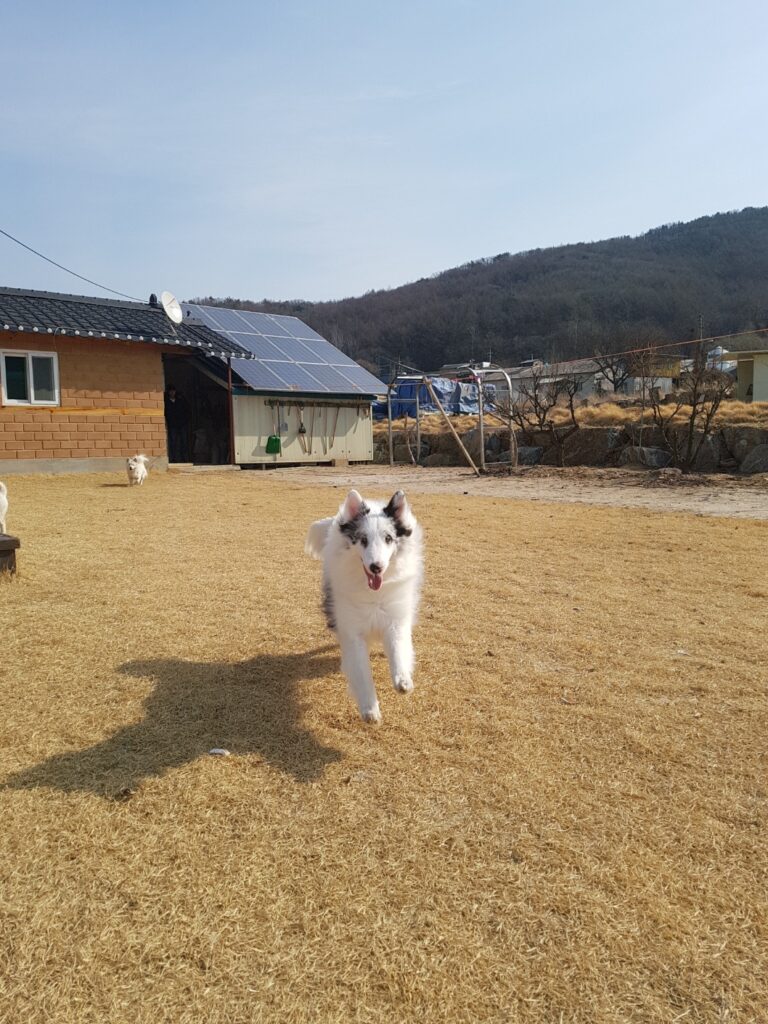 Energetic Shetland Sheepdog Leo running happily in the spacious backyard in Paju.