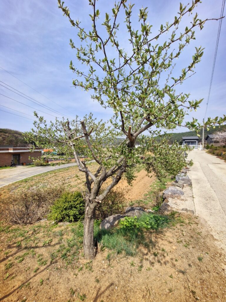 Fresh green leaves of a silverberry tree in the garden.