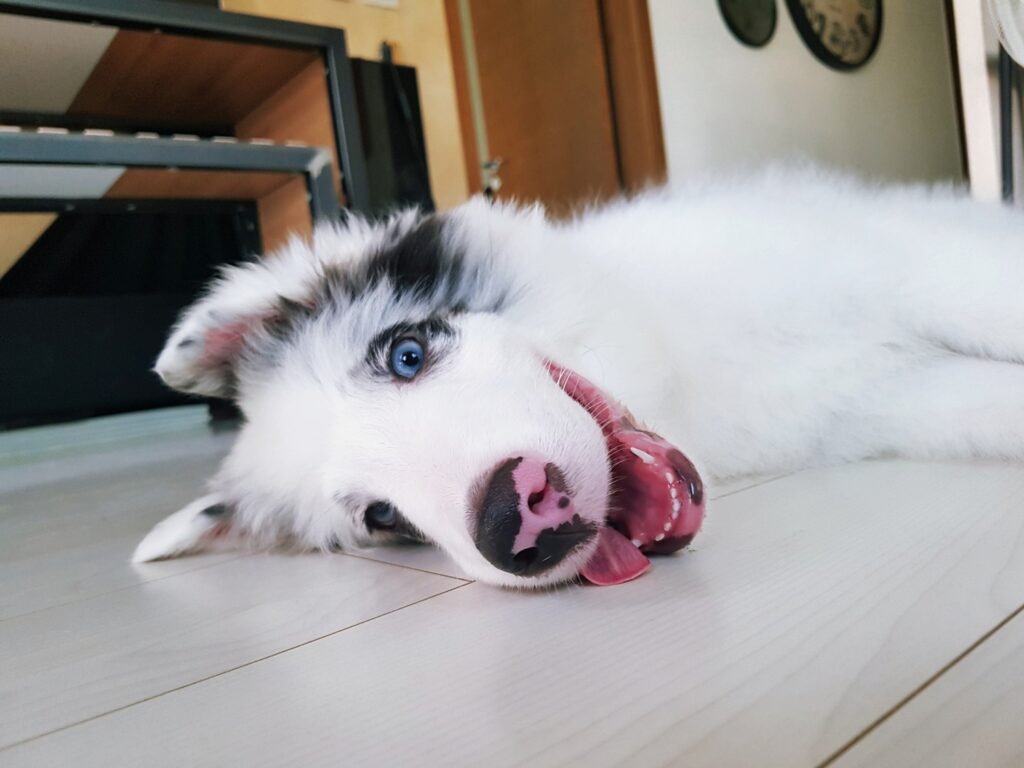 Happy Shetland Sheepdog Leo lying on the wooden floor with a bright smile.