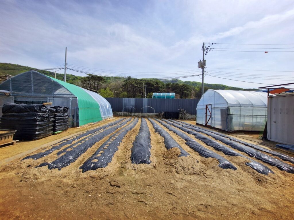 Green garlic shoots growing in organized rows in the field.