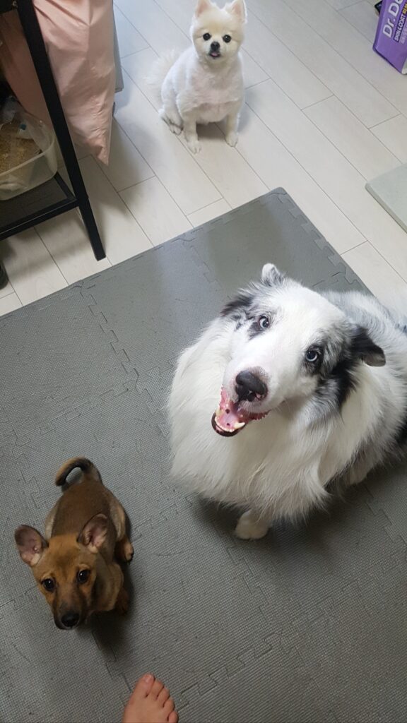 deokgu-dorothy-staring-at-mom.jpg	Three dogs (Leo the Sheltie, Deokgu the mixed breed, and Dorothy) staring simultaneously at their owner.