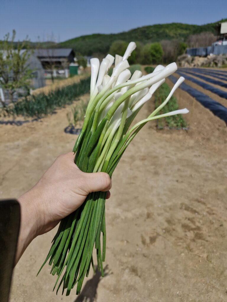 Trimming and cleaning freshly picked green onions