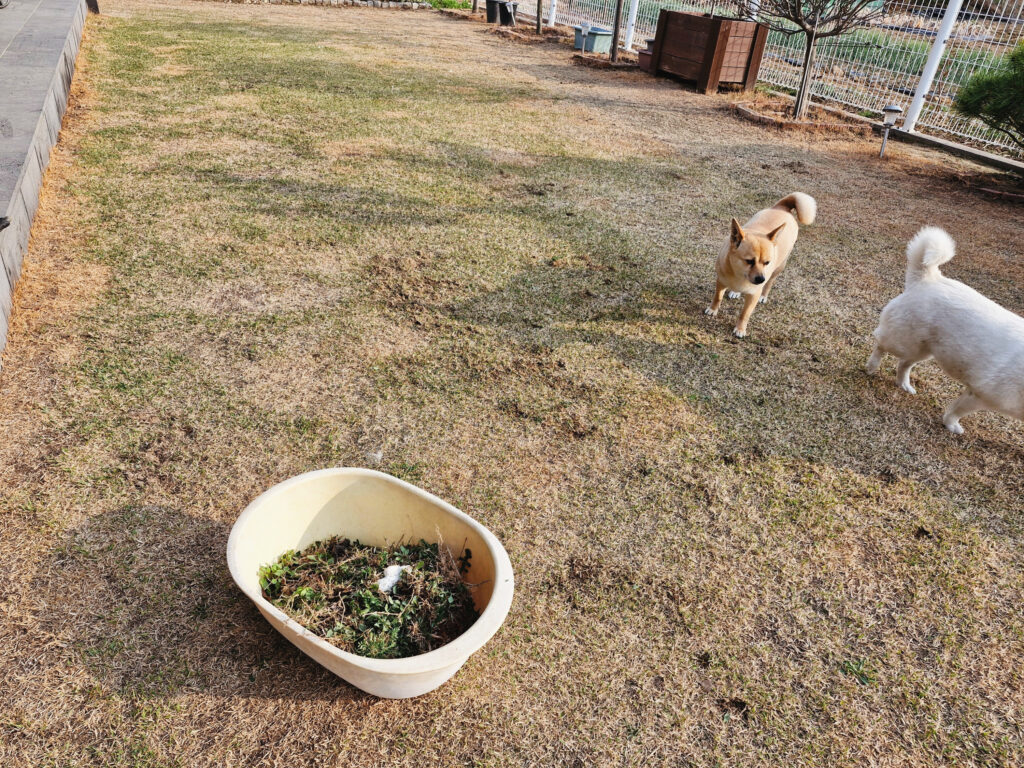 잡초 제거후 마당모습